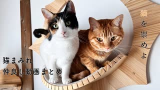 猫まみれ動画