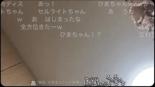 【きょろちゃん】命の母を飲むほどイライラしているらしく、そのイライラを贅肉ちゃん、とろみ氏へ向けぶつけてしまう【ニコ生】