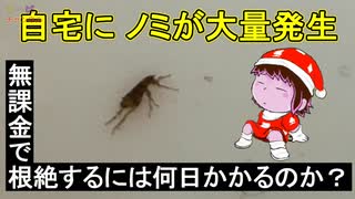 【自宅にノミが大量発生】無課金で根絶するには何日かかるのか？