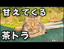 甘えてやってくるキジトラ猫が可愛い