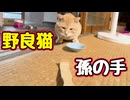 孫の手 近づけてみた【野良猫】