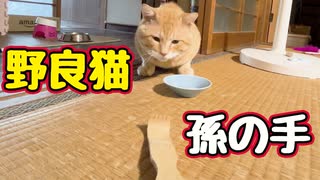 孫の手 近づけてみた【野良猫】