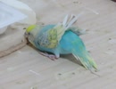 風で羽が上向きになってるインコ 木とカルボーンをかじる ショート動画2025年8月12日