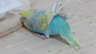 風で羽が上向きになってるインコ 木とカルボーンをかじる ショート動画2025年8月12日