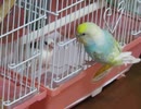 今日も入りたいインコ ジュウシマツが好き2025年8月12日