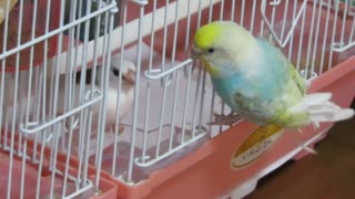 今日も入りたいインコ ジュウシマツが好き2025年8月12日