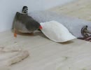 ちびちび食べるキンカチョウ 眠いウトウトインコ2025年8月12日