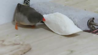 ちびちび食べるキンカチョウ 眠いウトウトインコ2025年8月12日