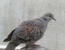 鳩ショート動画2025年8月12日①
