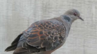 鳩ショート動画2025年8月12日①