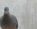 少し歩く鳩ショート動画2025年8月12日②
