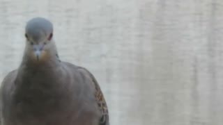 少し歩く鳩ショート動画2025年8月12日②
