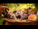 すやすや眠る癒しの可愛い動物赤ちゃん