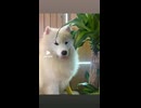 Fufusamoyed