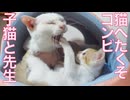 猫師弟コンビ、猫のへたくそさを競う