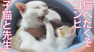 猫師弟コンビ、猫のへたくそさを競う