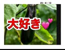 25・8・12 大好きです。毎日食べても良い位　大好きです❤️