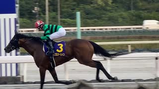 ＪＢＣ協会協賛 第52回高知優駿（ダノンキングリー賞）［地方全国交流］ プリフロオールイン (自分撮り)