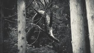 瓦解 / 蕩花 feat. 初音ミク