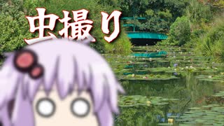 モネの庭で虫撮りチャレンジするよ【ニコニコ虫祭り】