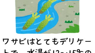ワサビの雑学