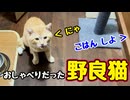 そんなに しゃべる子だったのね…【野良猫】