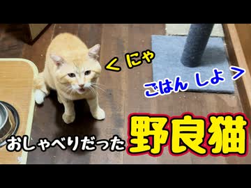 そんなに しゃべる子だったのね…【野良猫】
