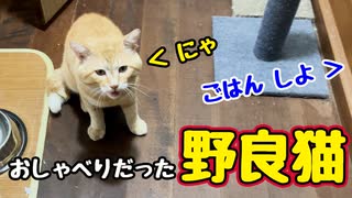そんなに しゃべる子だったのね…【野良猫】