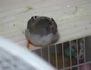気持ちい昼寝 風に当たりながら インコとキンカチョウ2025年8月13日