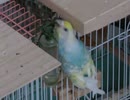 下からかじりまくるインコ 上にキンカチョウ2025年8月13日