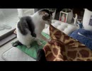謎おくた