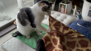 謎おくた