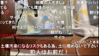 2025/08/13 14:16【かなた】金魚死んじゃった！！なんで？！？！？！