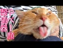 ボス猫、膝上やべー顔製造器