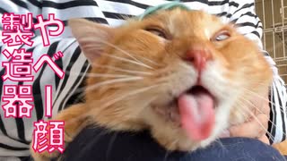 ボス猫、膝上やべー顔製造器
