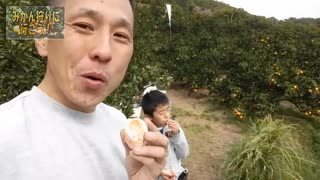 のまさんち「【大人400円 のみかん狩り！】　あかざと園　＠伊勢原市 神奈川」