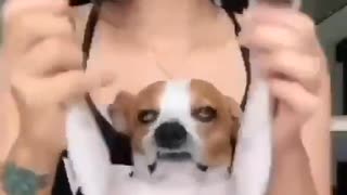 ホモと見る感情を失った犬