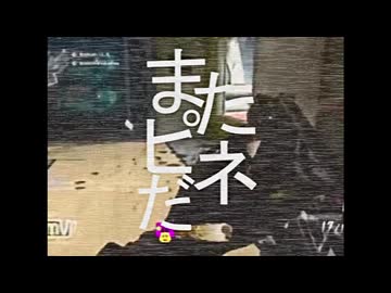 はいまたピネだ