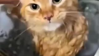 ホモと見る洗われる猫たち