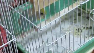 巣の中にキンカチョウ 止まり木にインコ ショート動画2025年8月14日