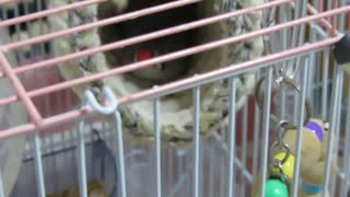 巣の中にキンカチョウ 止まり木にインコ2025年8月14日