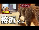 マシマシがバレました…【野良猫】