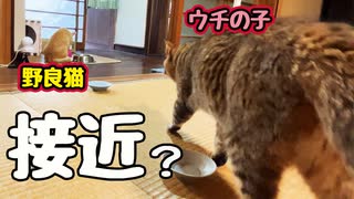 マシマシがバレました…【野良猫】