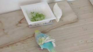かじりすぎて、木の板がかなり削れてる インコとキンカチョウの動画2025年8月14日