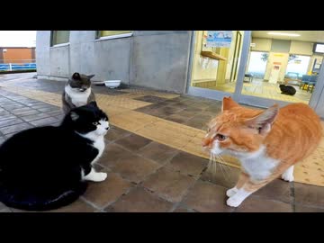 【猫会議】この猫たち絶対なんか相談してるwww