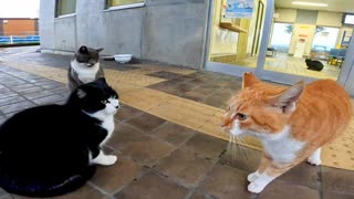 【猫会議】この猫たち絶対なんか相談してるwww