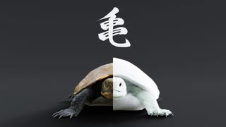 Furtle ～もしカメがふさふさだったら～