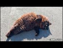 ミノムシみたいな黒モフ猫