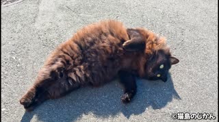 ミノムシみたいな黒モフ猫