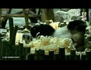 PandapiaLive_2025_8_14